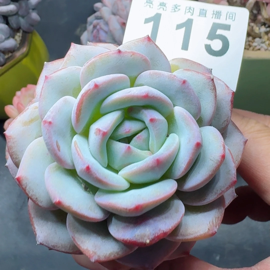 勃朗峰      愿你一路坦途，乘风破浪展宏图