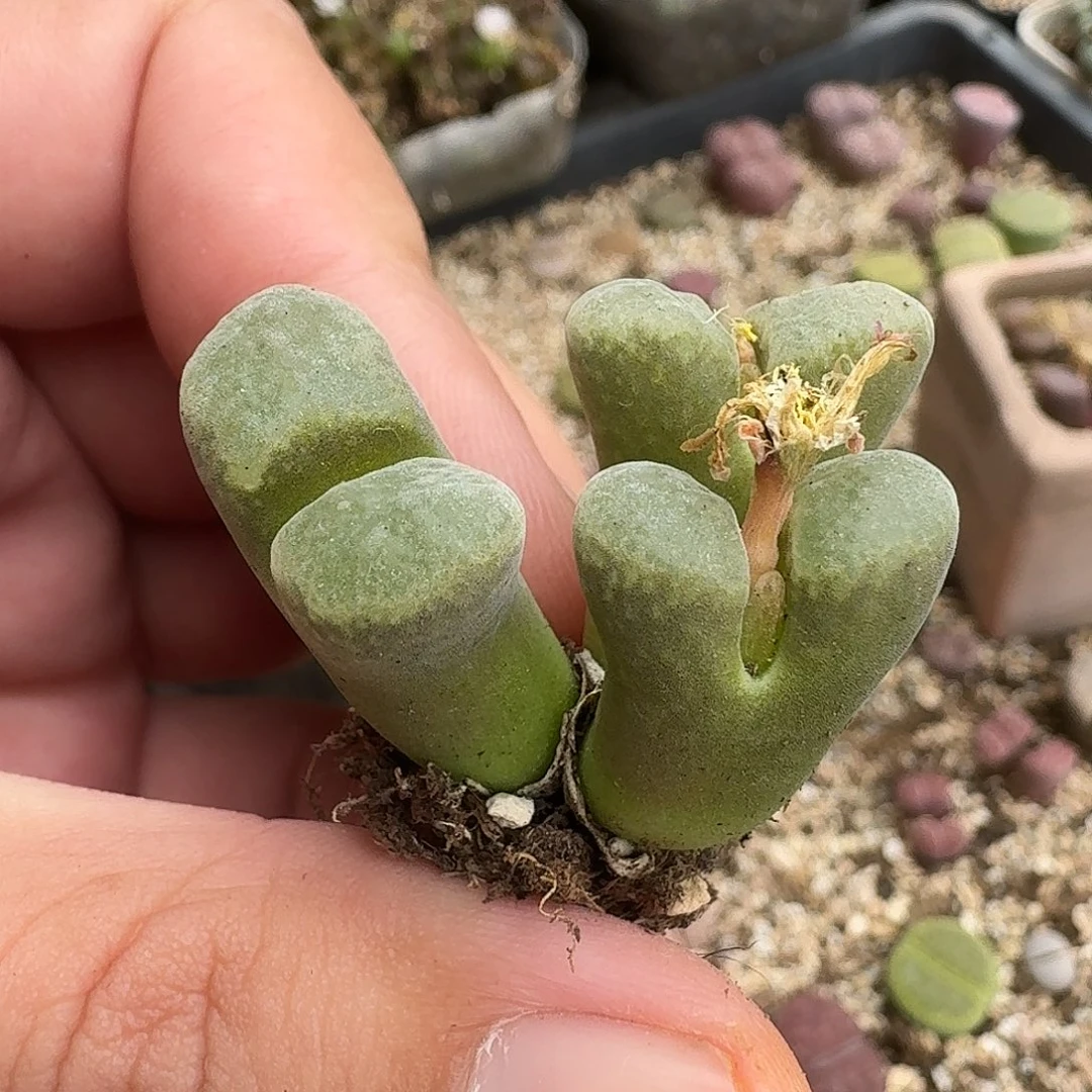 D685风铃杂交母本