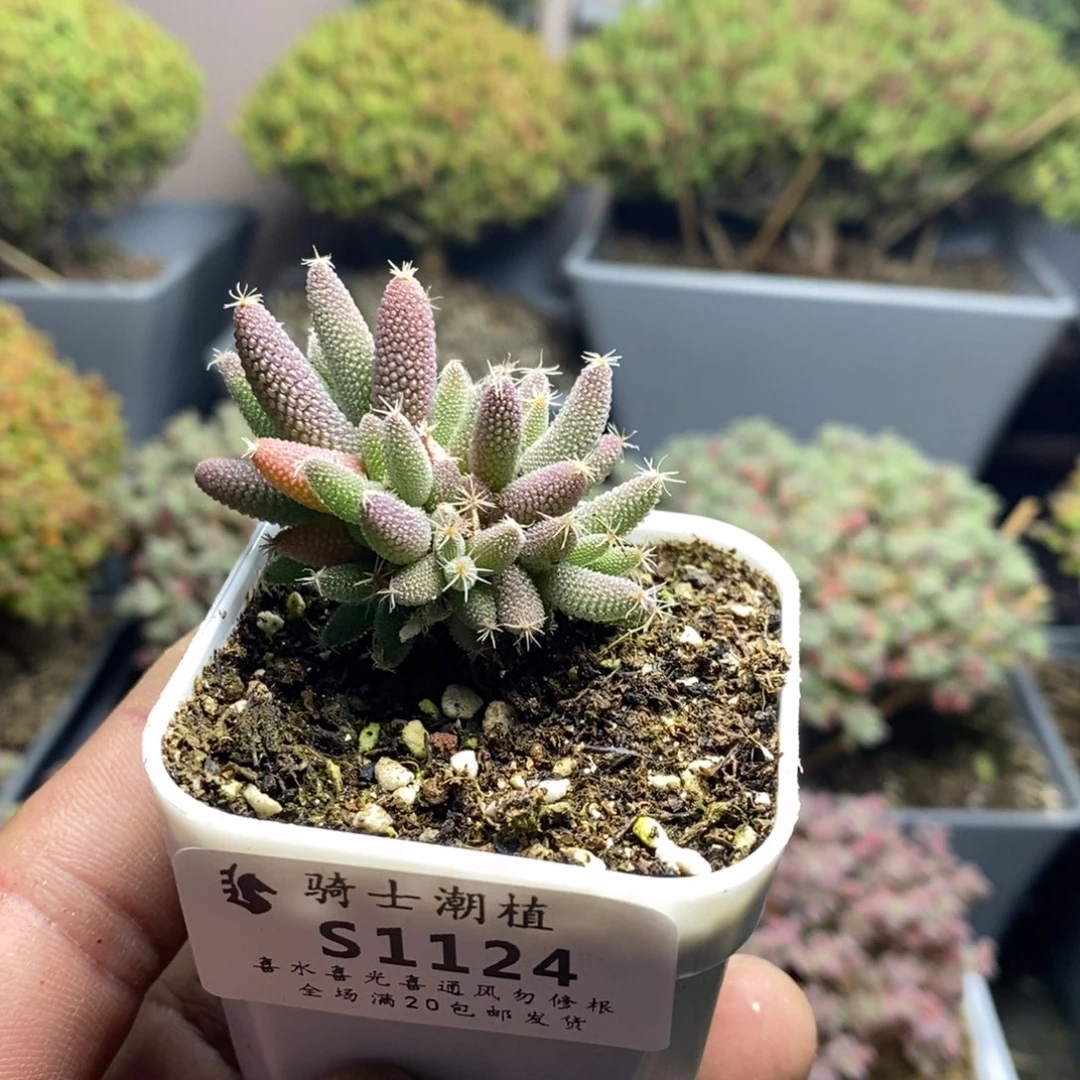 ?****?1124实生玉米枝干