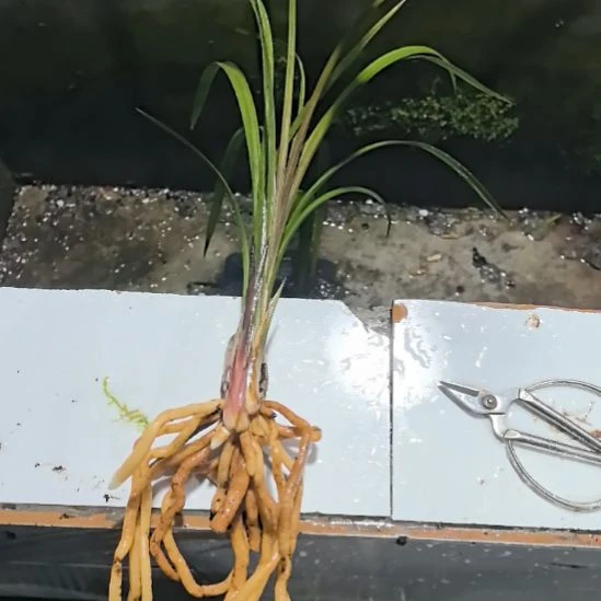 完全开放中华红素子母带