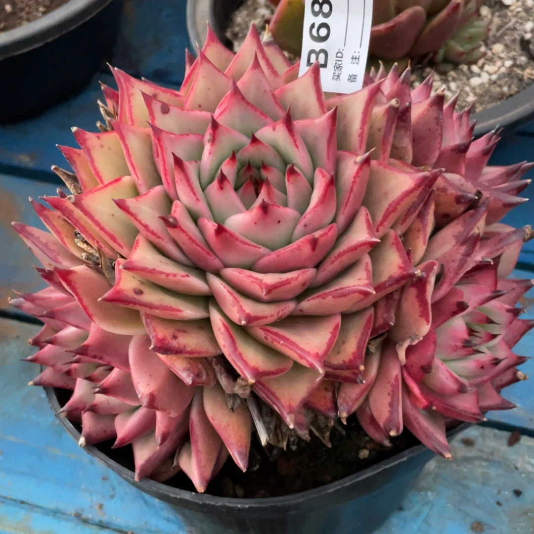 无花朵若如东云单拍684
