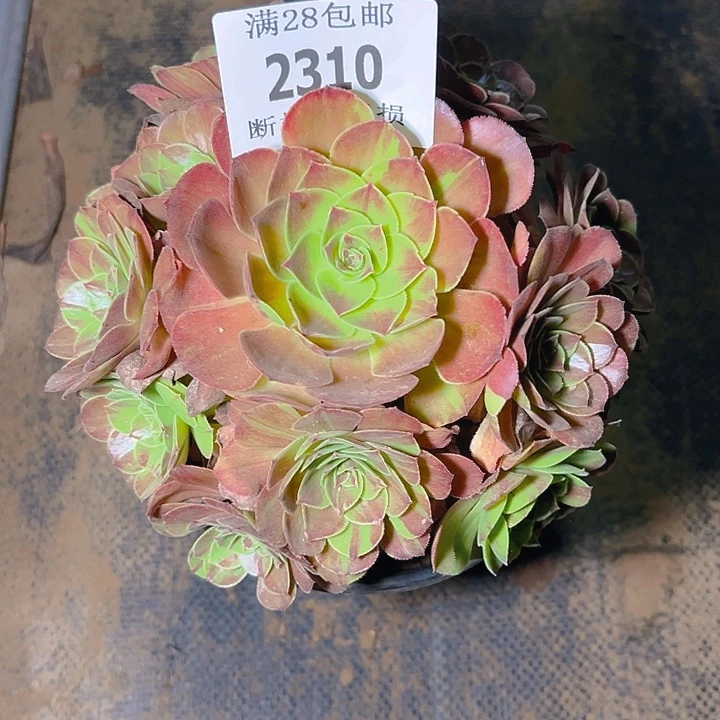 2310花月夜多肉植物