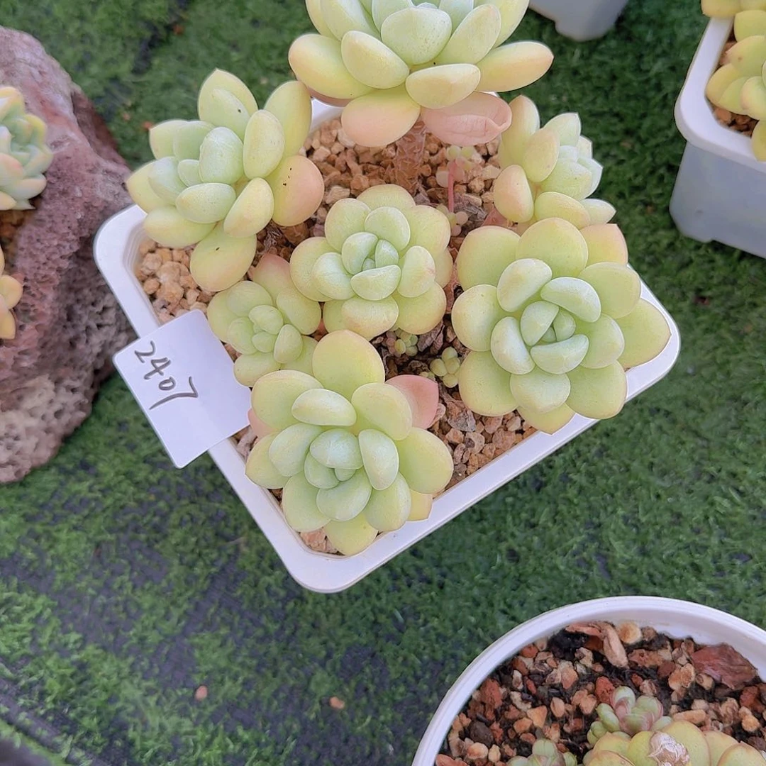 烟***火2407泡泡糖多肉植物