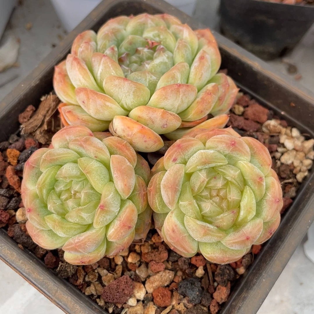 白恋大三头群生11公分