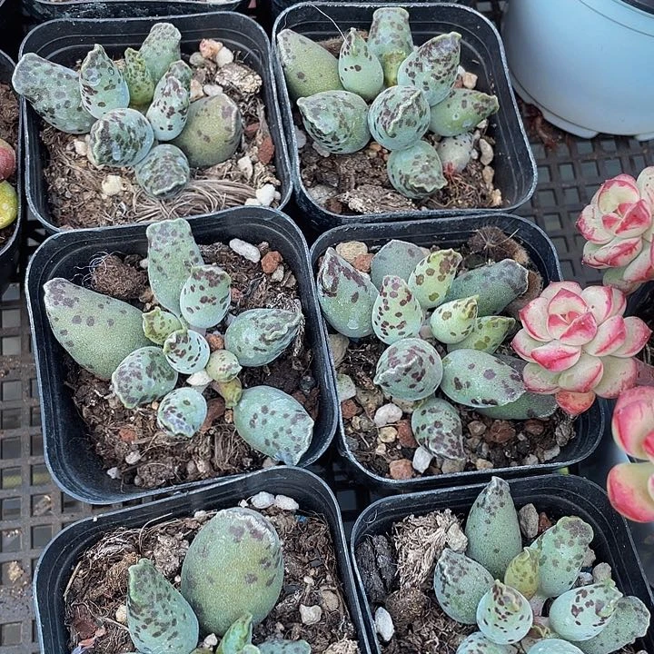 海豹3.8带盆土发