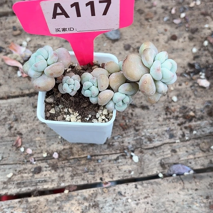 ?****? v z c b b x f 117