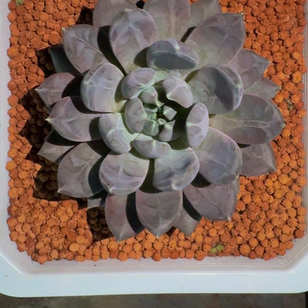 邀月 单头 一物一拍