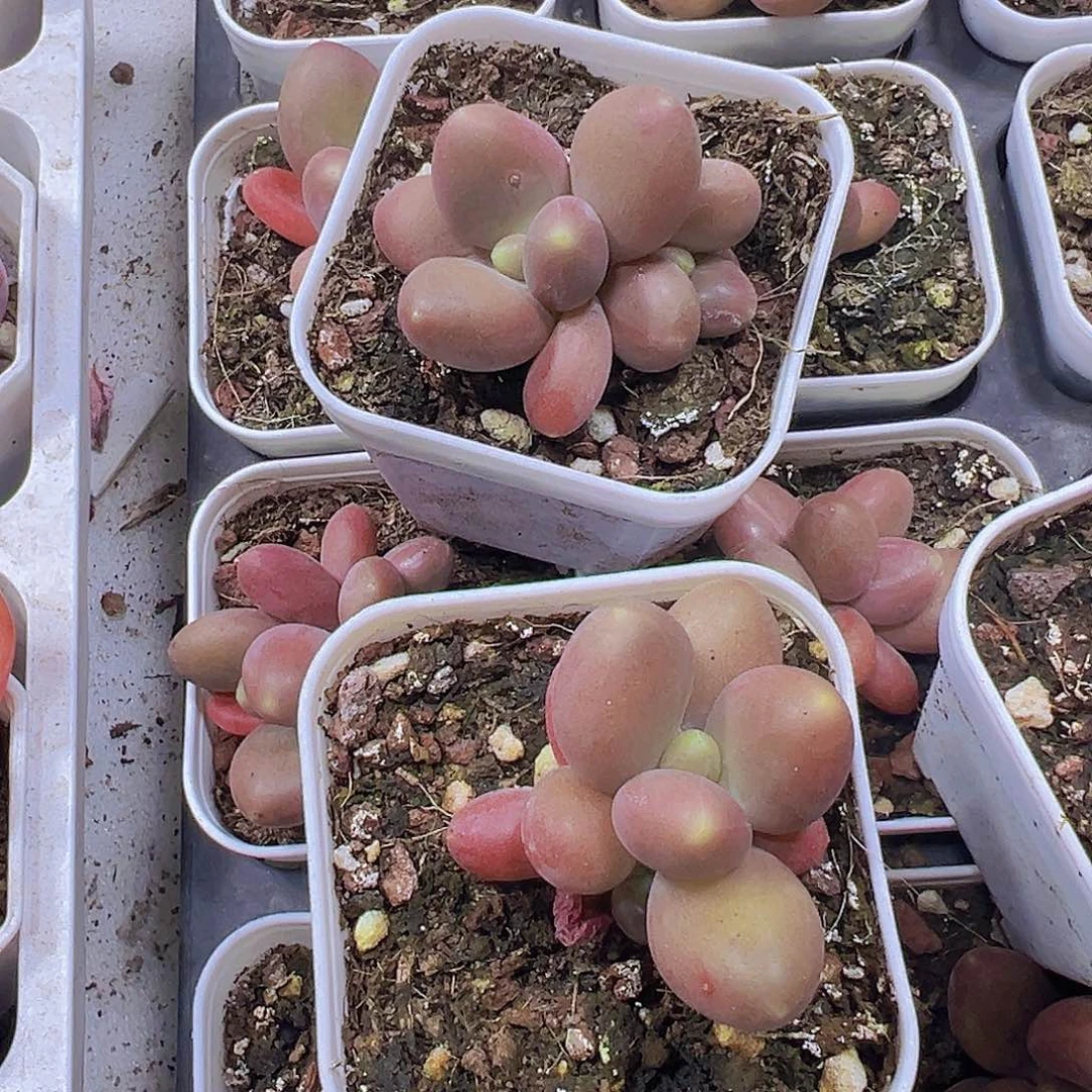 芒果奶2盆19包邮多肉