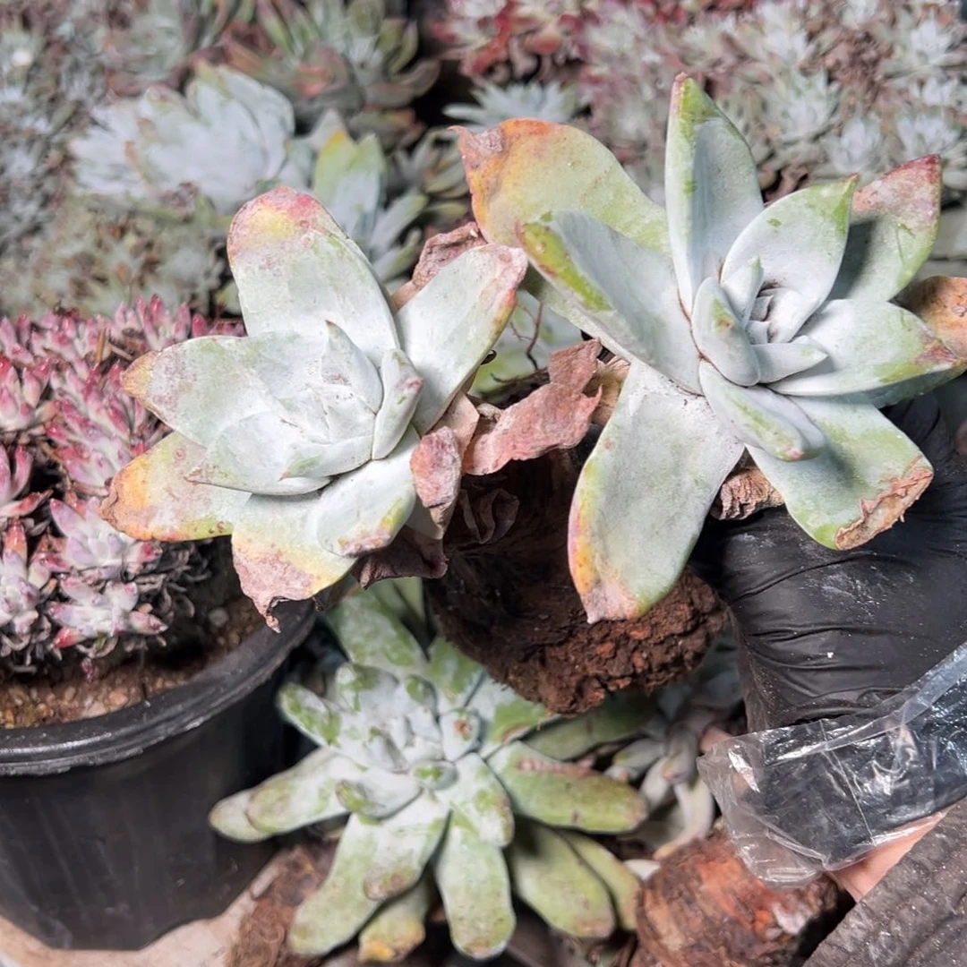 9035哈哈哈哈哈哈哈