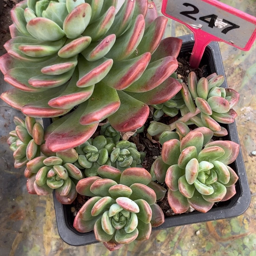 多肉植物拉萨群247