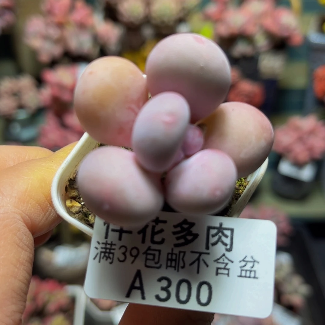 300蛋黄奶4厘米多肉