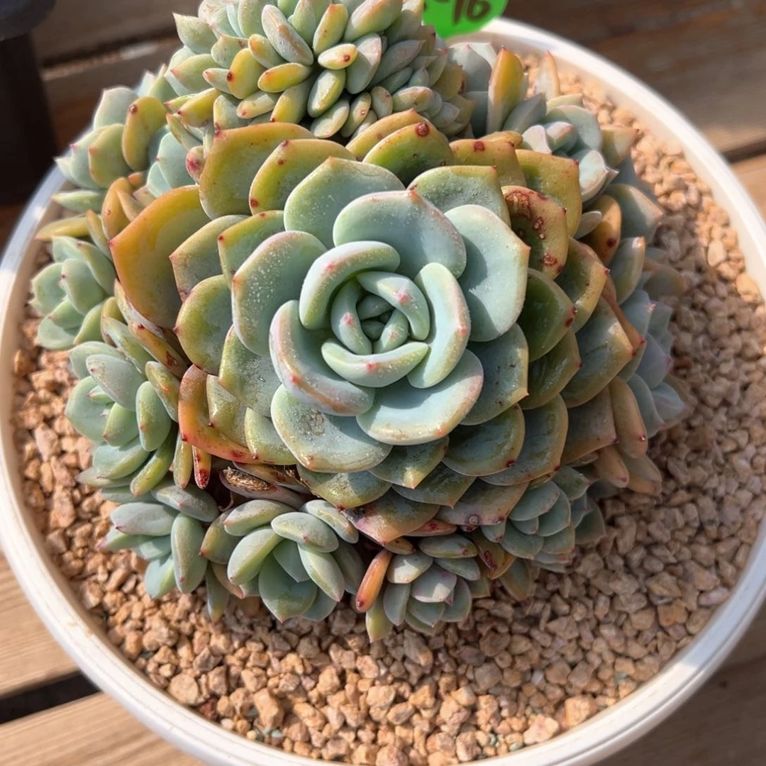 凤橙朵朵缀化多肉植物