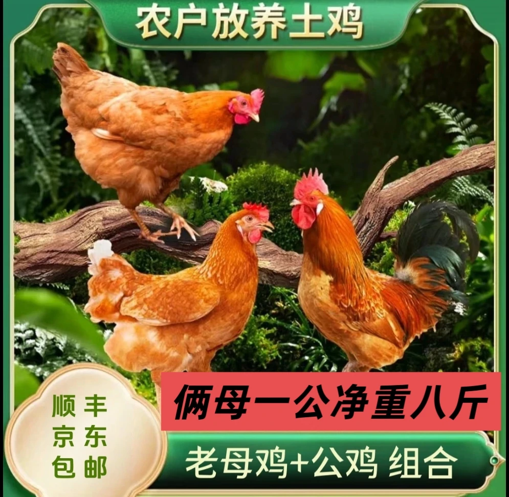 2只2年黄油老母鸡＋赠1只公鸡，到手共三只净重8斤
