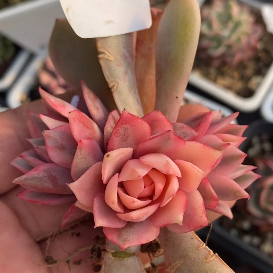 570宝莲灯锦底座可以卸头68