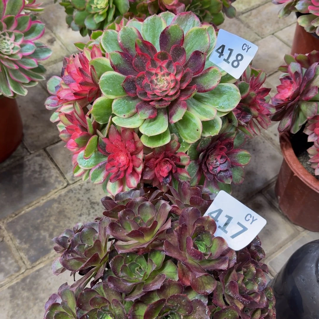 多肉植物418417美金。黑魔锦。