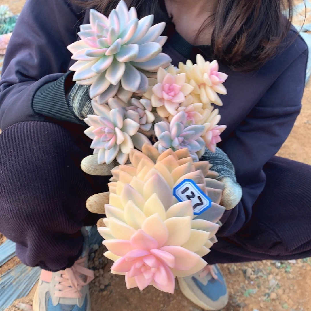 127 淡雪锦 一物一拍