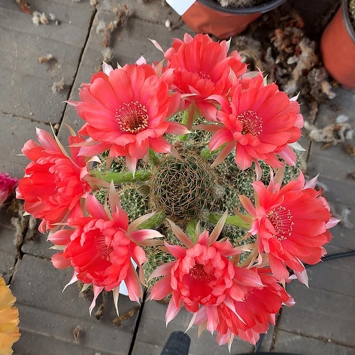 224落地自根丽花15厘米盆