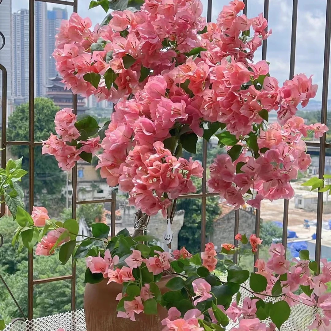 高票不甜西瓜（80-100）