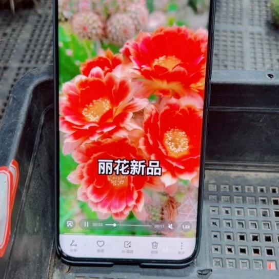 下33丽花俏佳人歪无根侧芽3公分左右20包邮