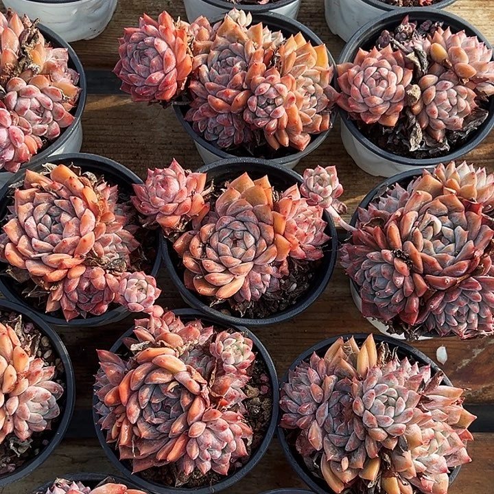 大霜花群       福利多多