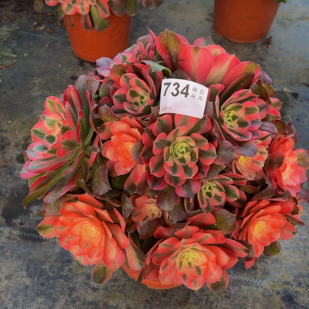 多肉香妃不正0000734