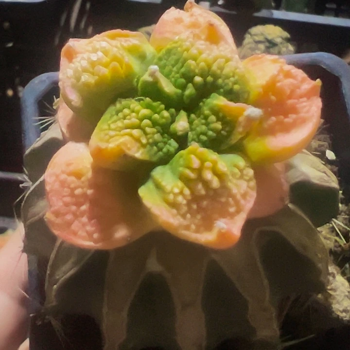 无花朵红锦大尤哥斯拉牡丹锦864