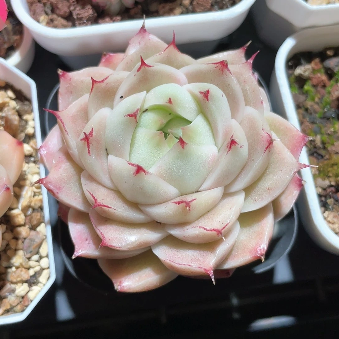 优选麦秆福利8279