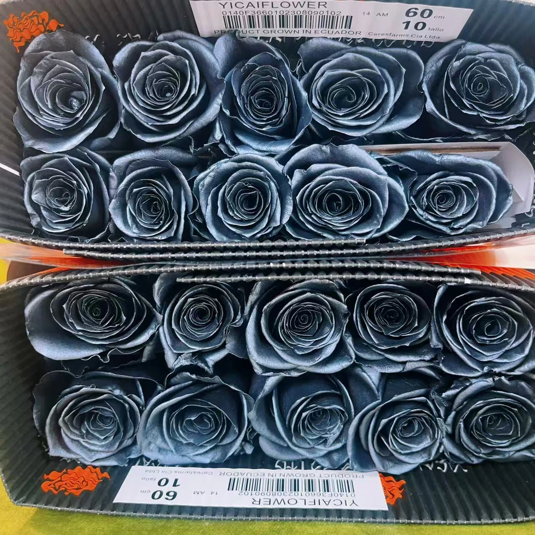 一花一木【 厄瓜多尔色系|黑天鹅】可做干花 基地直发 顺丰包邮