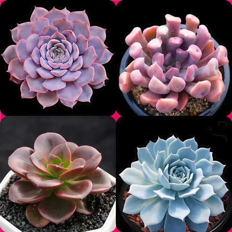 多肉植物盆栽组合多肉老桩玉露吉娃娃桃蛋花卉盆栽植物室内四季