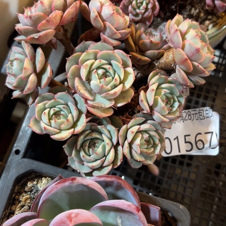 幸运的人是你啊你幸运