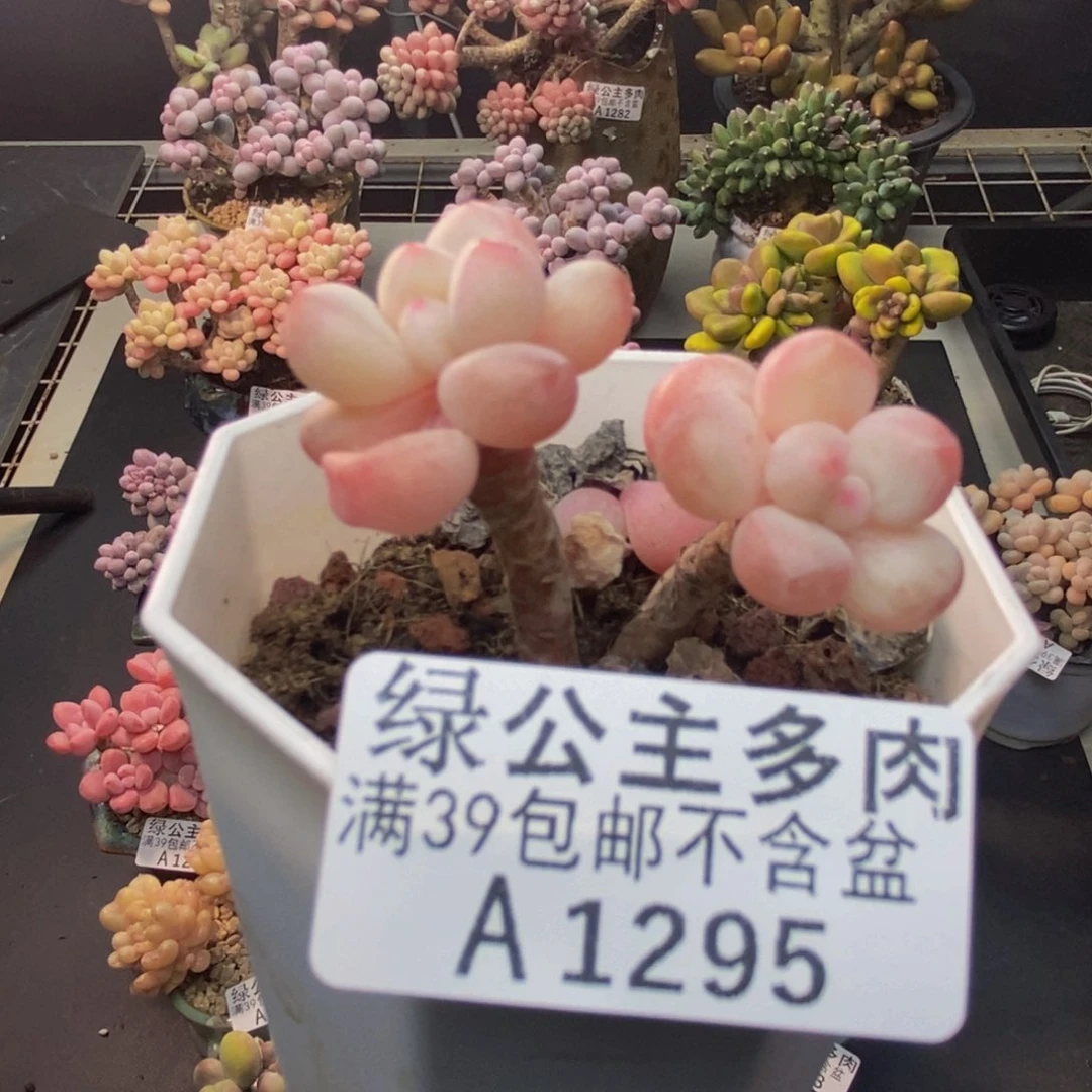 295萤火虫多肉4c m