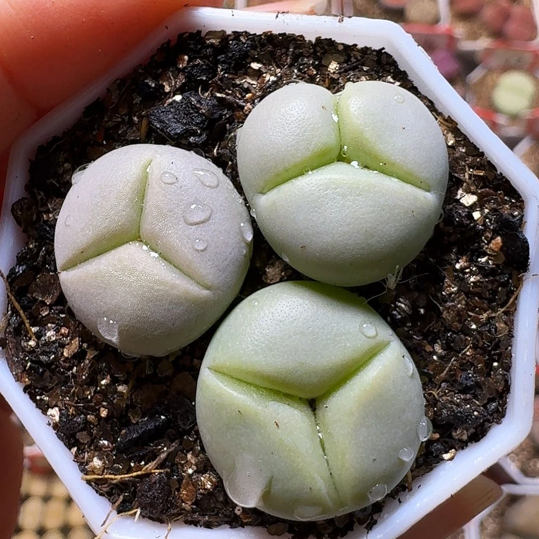 生石花233:：。  102