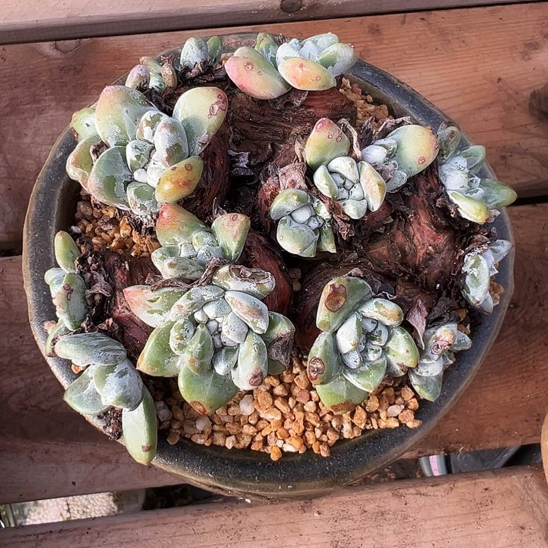 6349泡芙苹果叶缀化