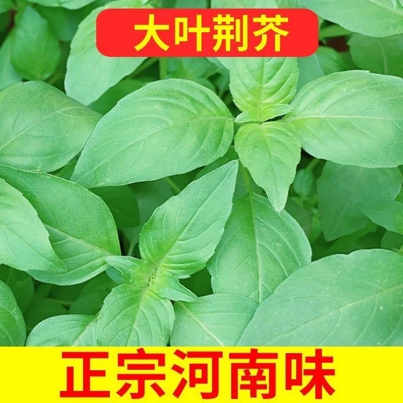 正宗河南大叶荆芥种子春夏种植耐热阳台小院盆栽菜种大全蔬菜种子