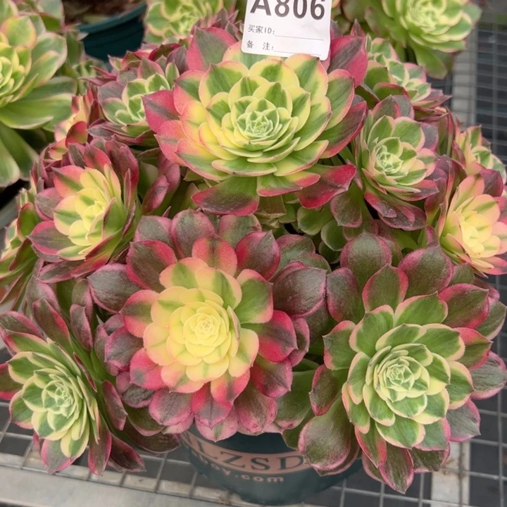 806海鲜25厘米左右