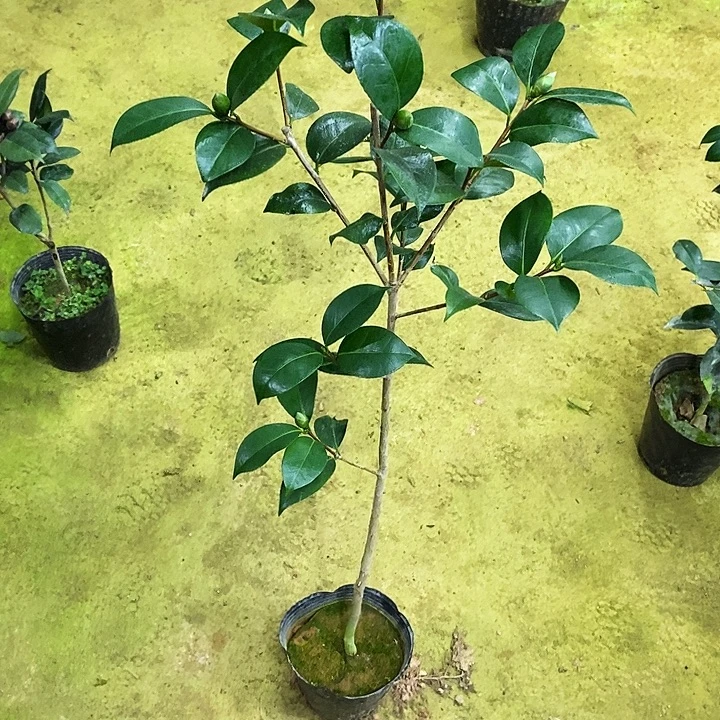 无花朵龙火珠。