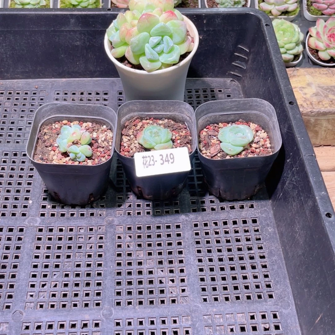 花利美23-349框拍4颗