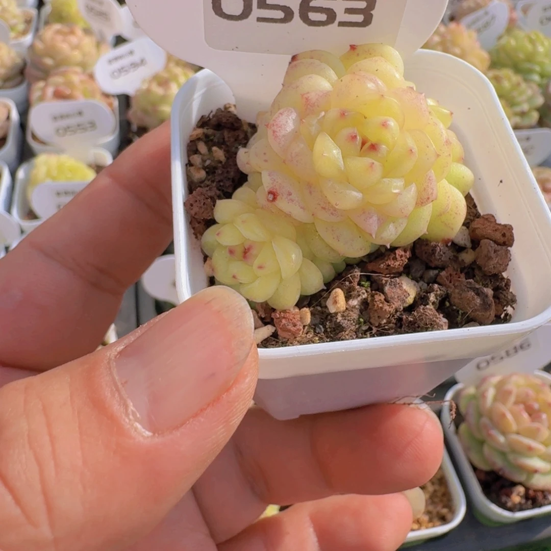M***y多肉植物杂交0563
