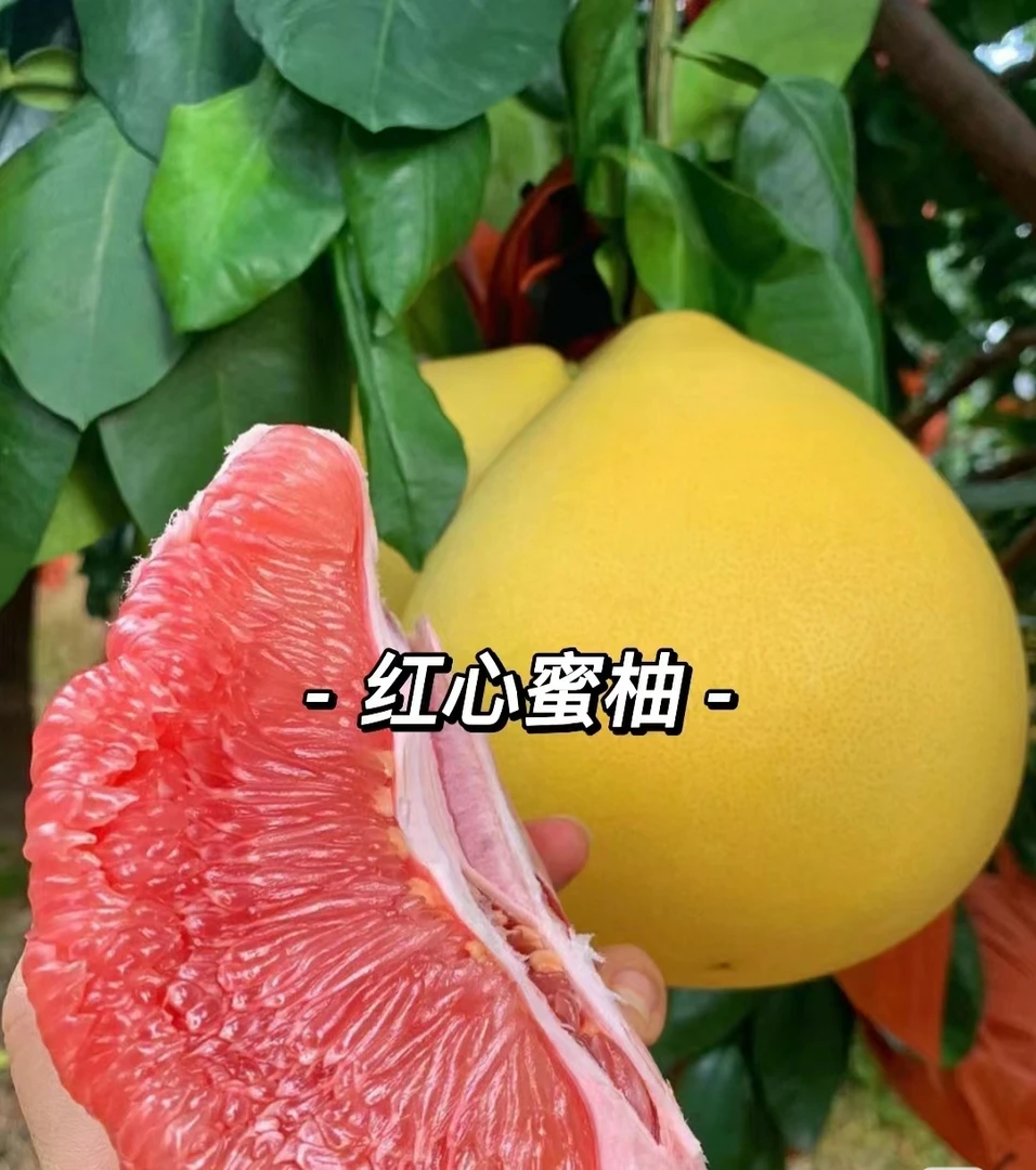 正宗广西容县红心蜜柚新鲜现摘中小果礼盒装
