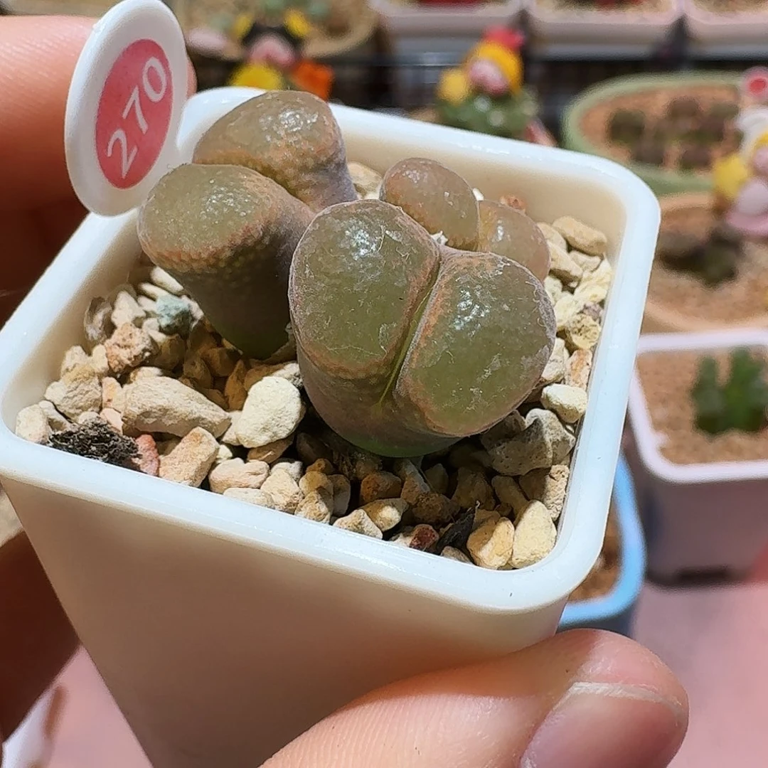 多肉植物福利风铃270