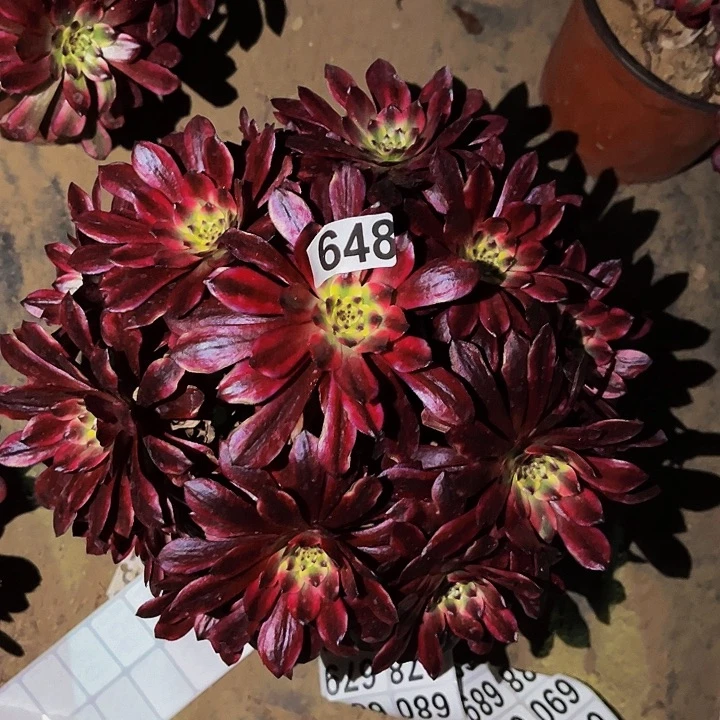 648红胭脂多肉植物处理不售后