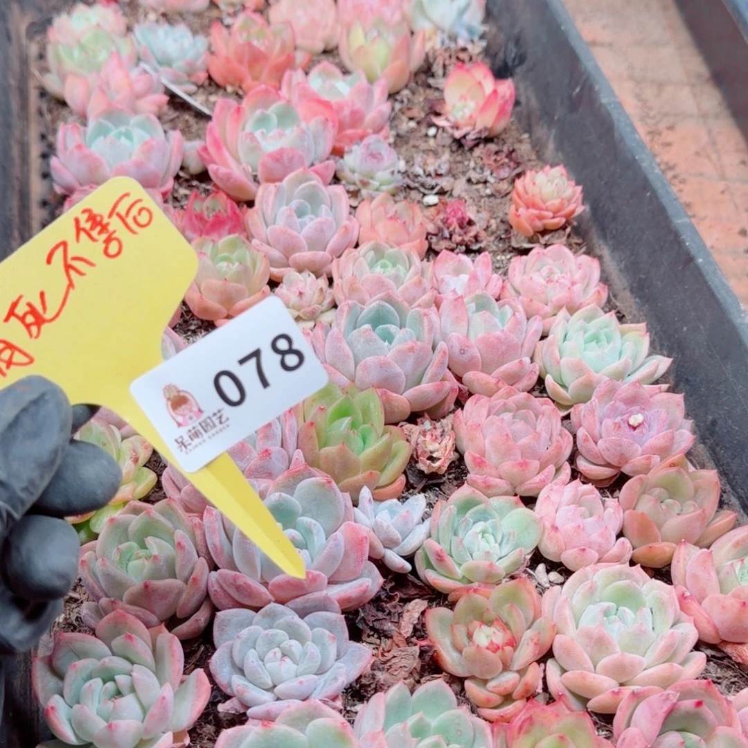 多肉植物多肉植物