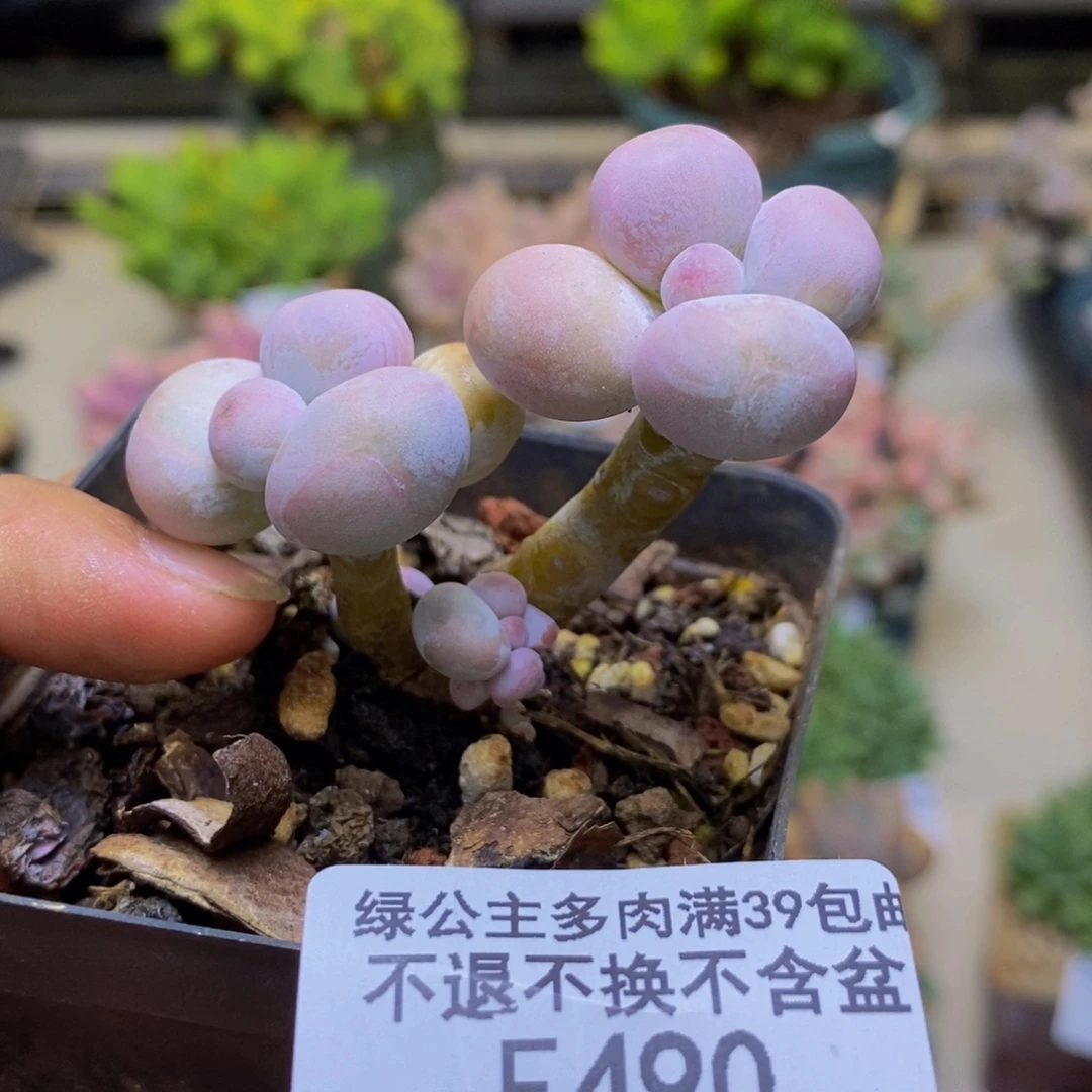 490橙奶多肉肉4cm