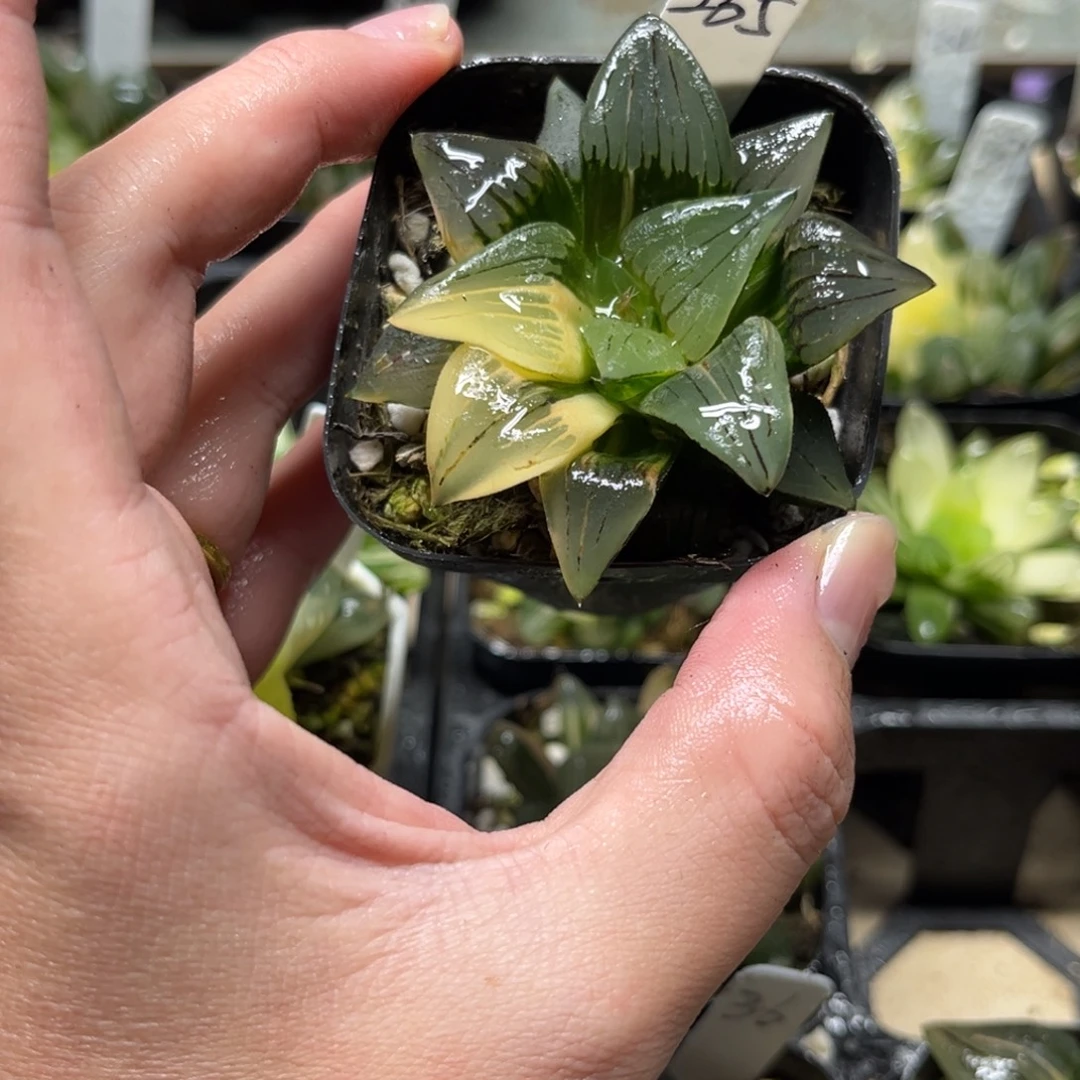 265红纹寿锦一物一拍