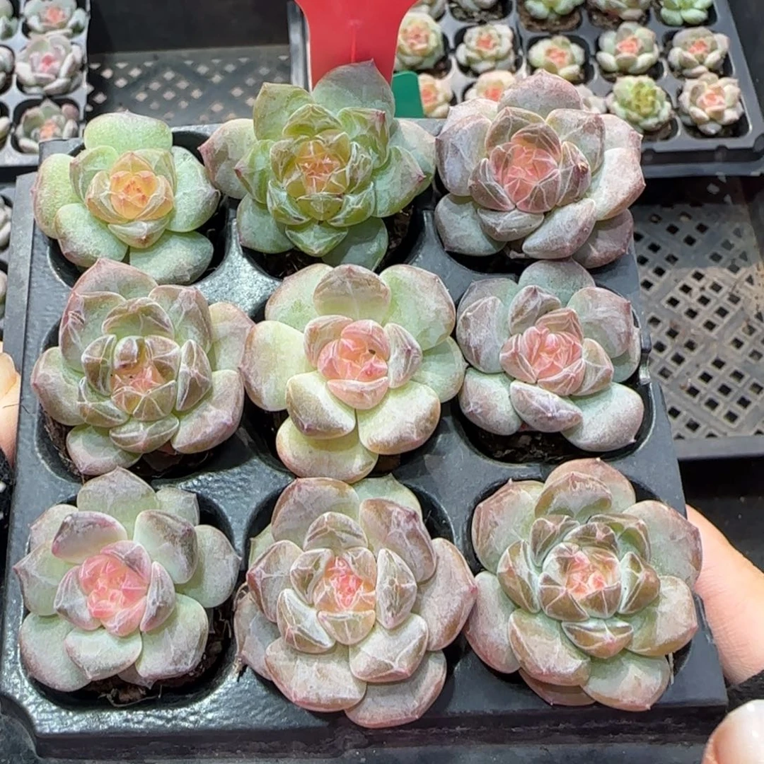 104满38包邮➗偏远发货后不退货退款