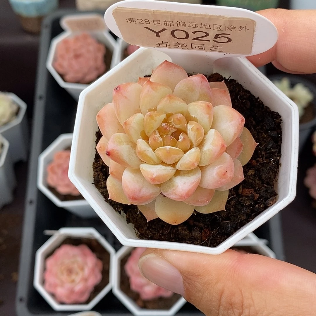 0025 冰葡萄 4.5cm