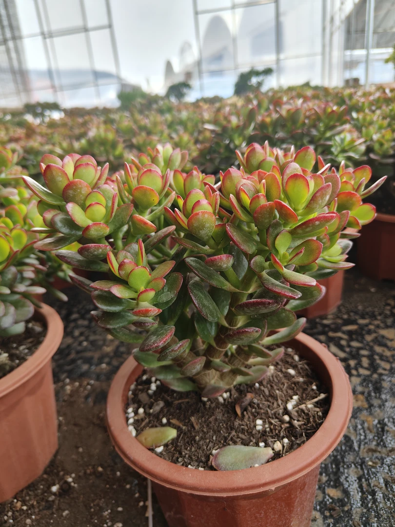 糖果姬红  一物一拍