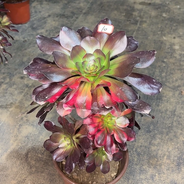 巫毒七彩10多肉植物