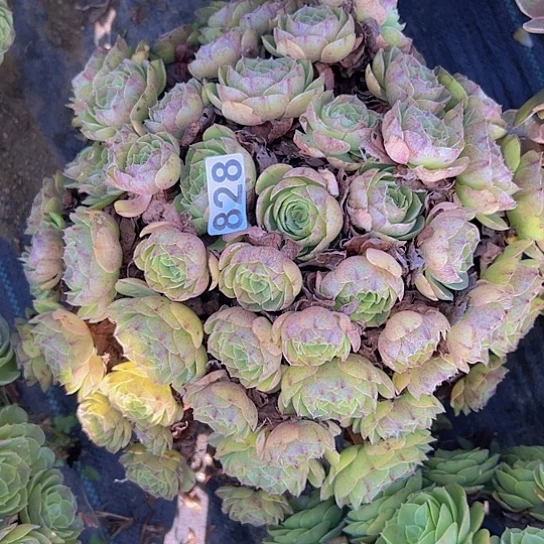 亚***静多肉植物一个沙拉碗