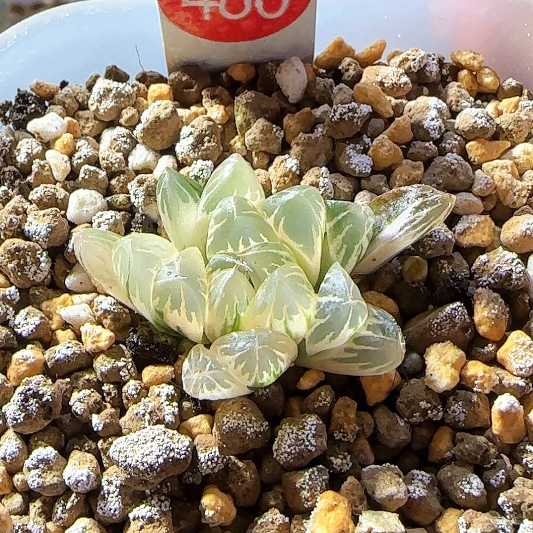 486糊斑北极之光锦 3.8 厘米左右一物一拍带盆发货